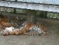 虎園
