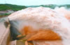 黃河小浪底