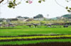 三亞水稻國家公園